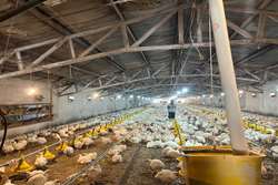 رصد و پایش مرغداری های گوشتی آماده به کشتار جهت انجام تعهد تولید در شهرستان طرقبه شاندیز 